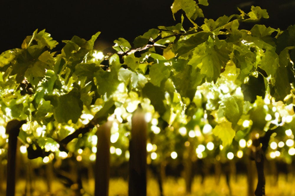 View of wine vineyard grape canopy at night